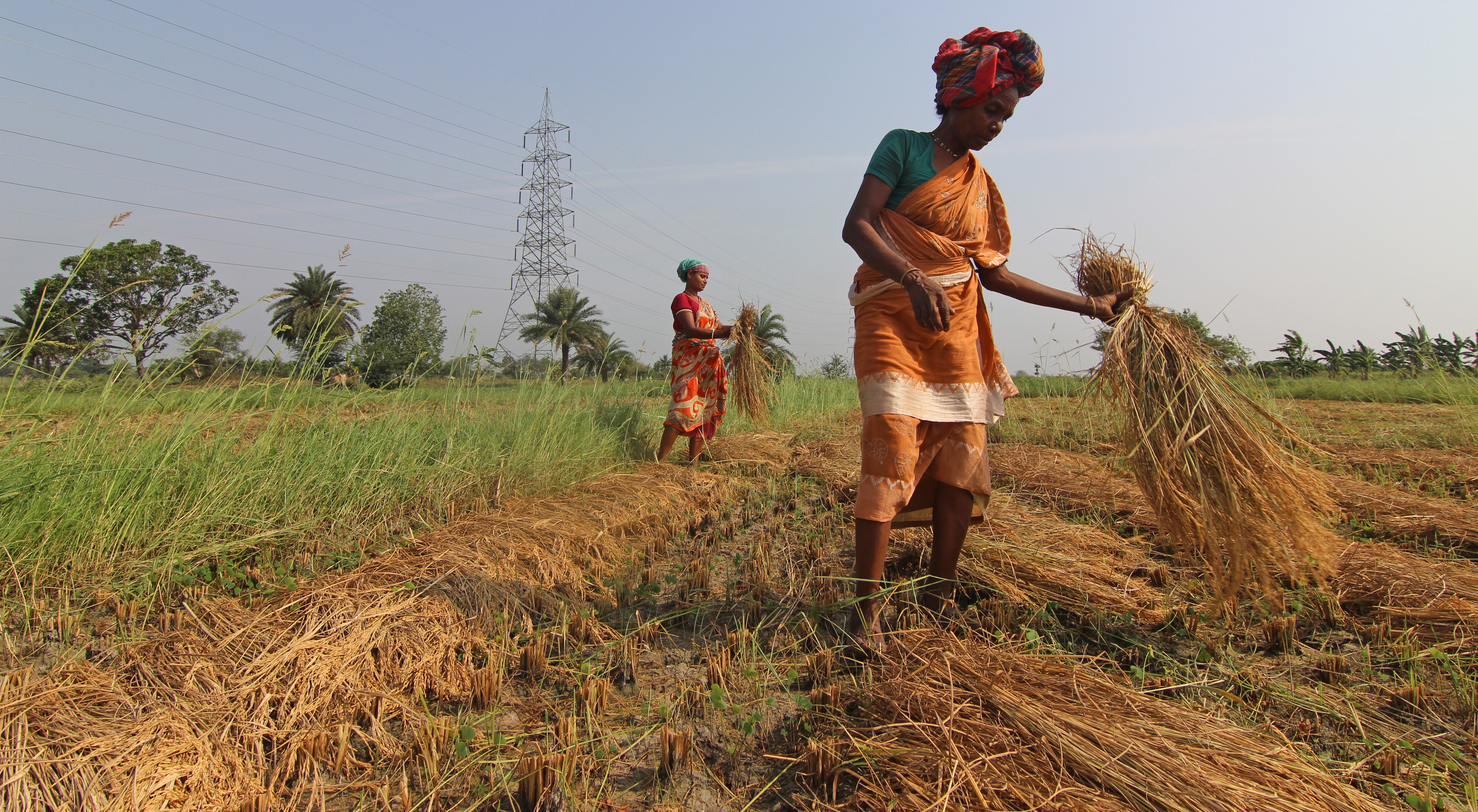ADDRESSING GAPS IN AGRICULTURAL AREA MEASUREMENT